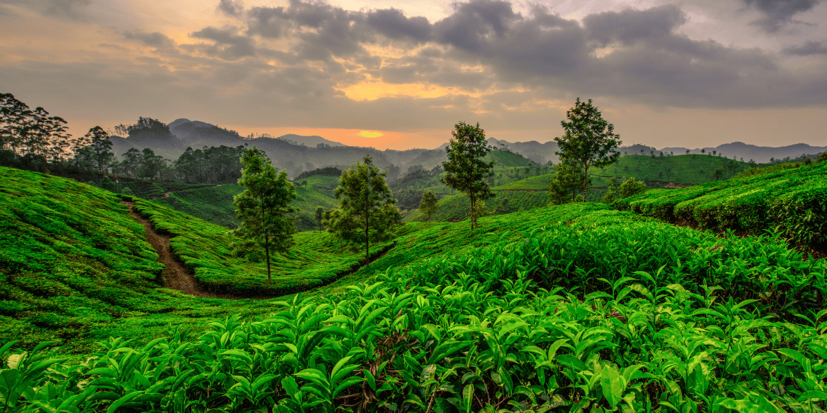 Munnar Tea Plantation Image